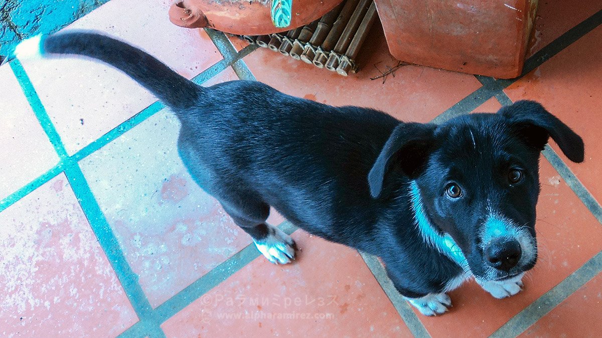 DSC00442-cachorrita.jpg